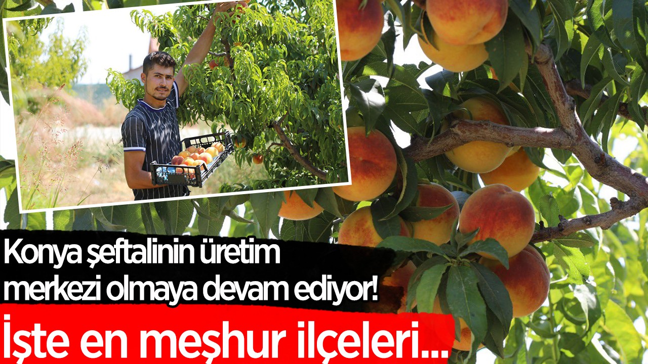 Konya şeftalinin üretim merkezi olmaya devam ediyor! İşte en meşhur ilçeleri...