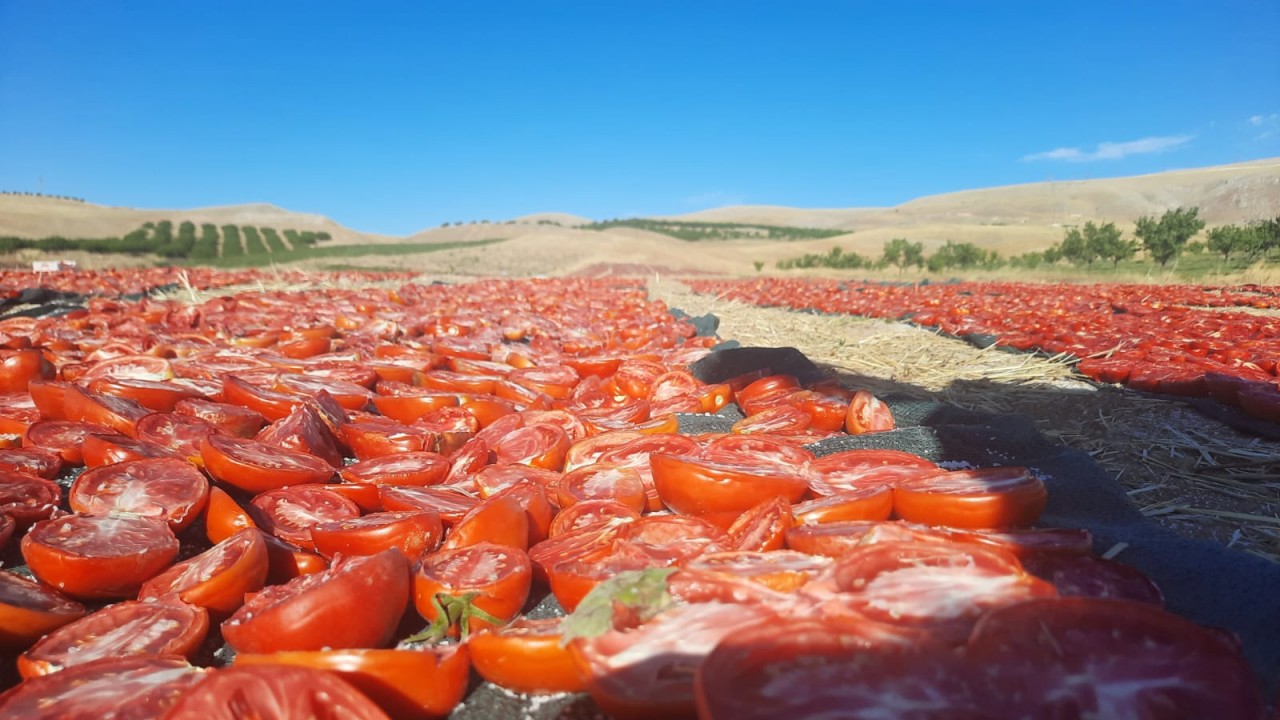 Kurutmalık domates hasadı başladı 