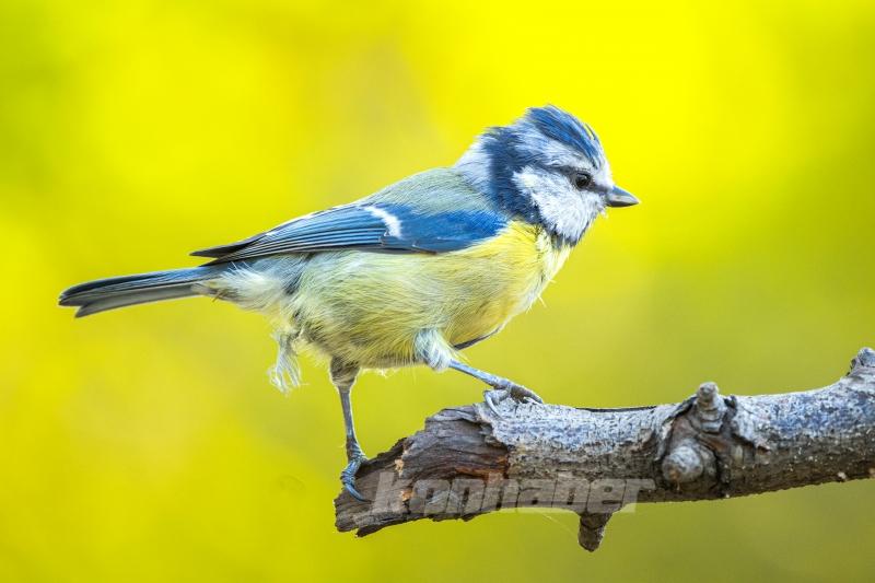 Ormanın küçük sakinleri