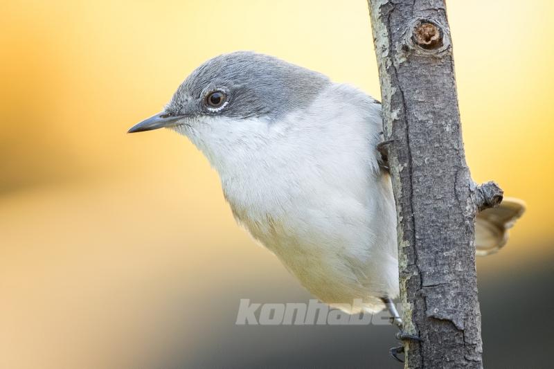Ormanın küçük sakinleri