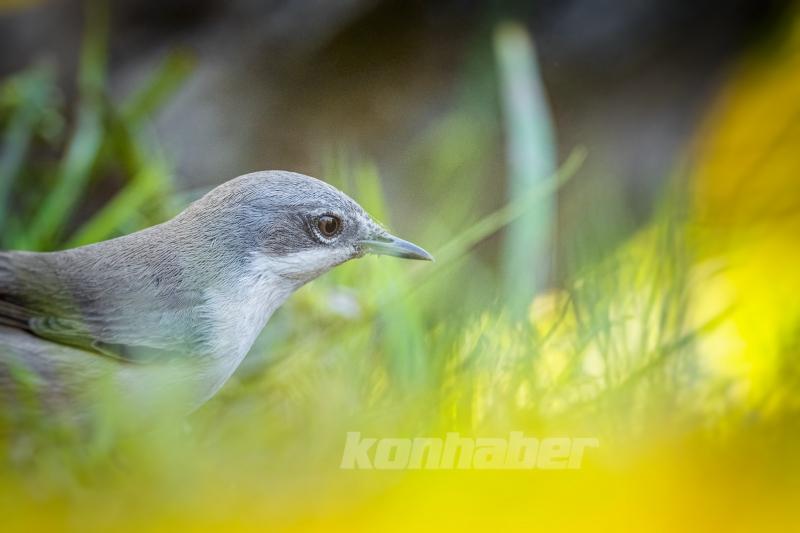 Ormanın küçük sakinleri