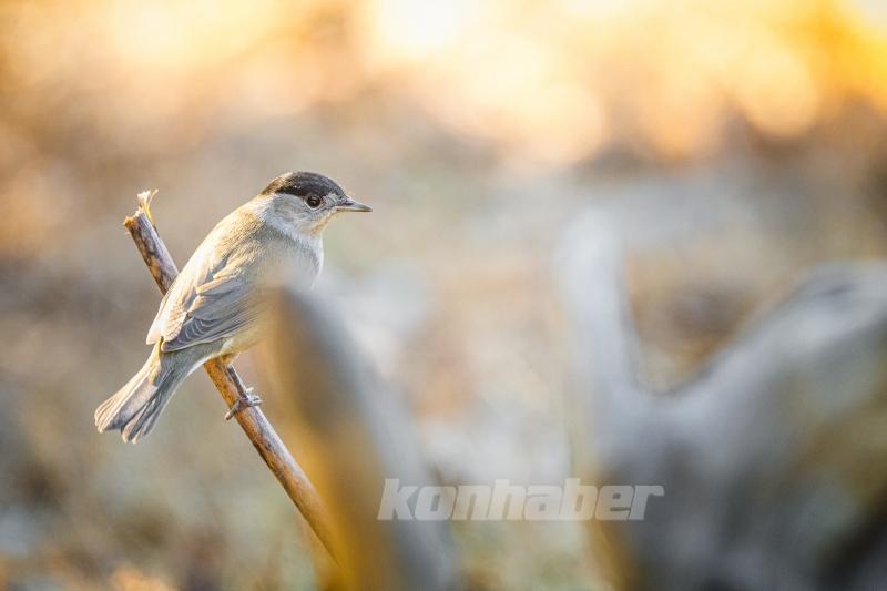 Ormanın küçük sakinleri