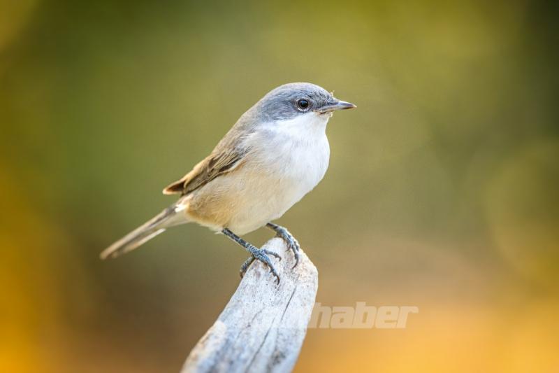 Ormanın küçük sakinleri