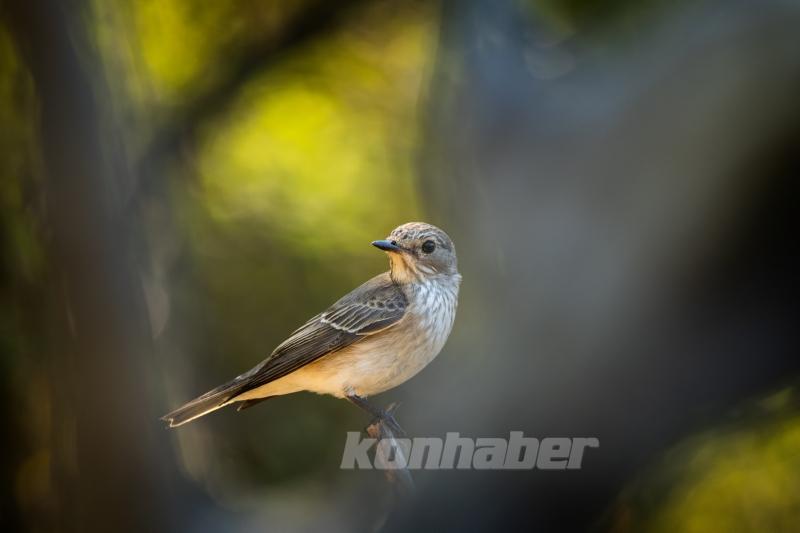 Ormanın küçük sakinleri