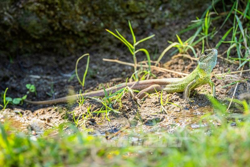 Ormanın küçük sakinleri