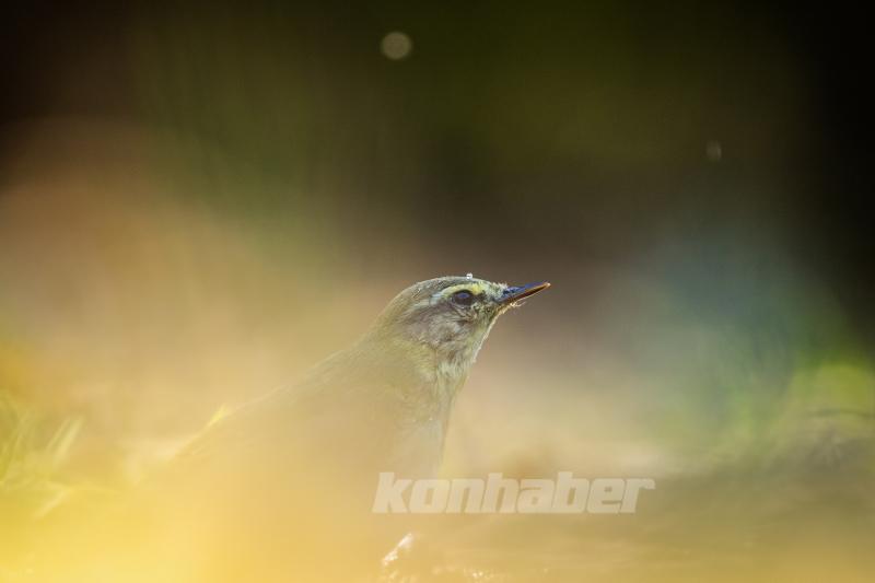 Ormanın küçük sakinleri