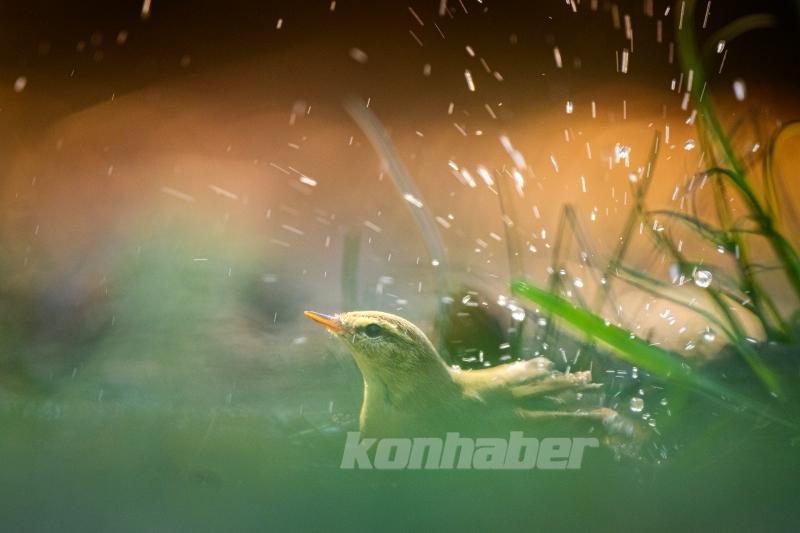 Ormanın küçük sakinleri