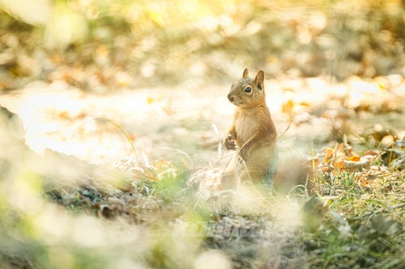 Ormanın küçük sakinleri