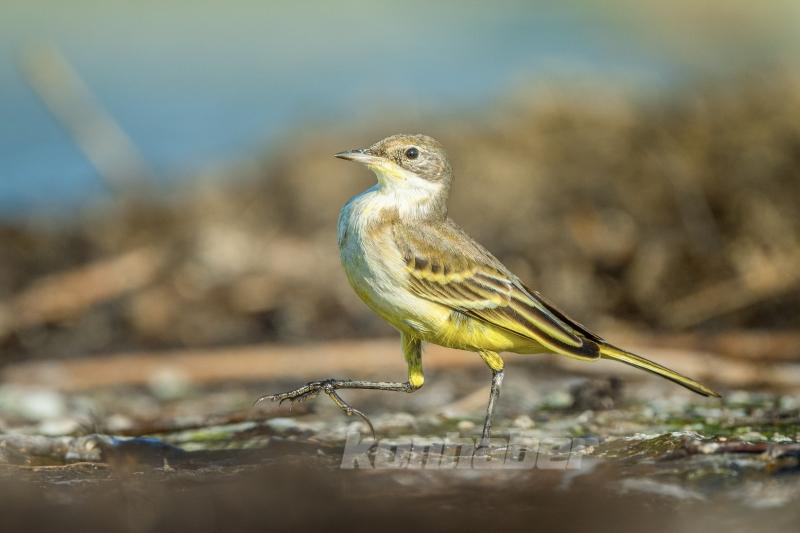 Ormanın küçük sakinleri