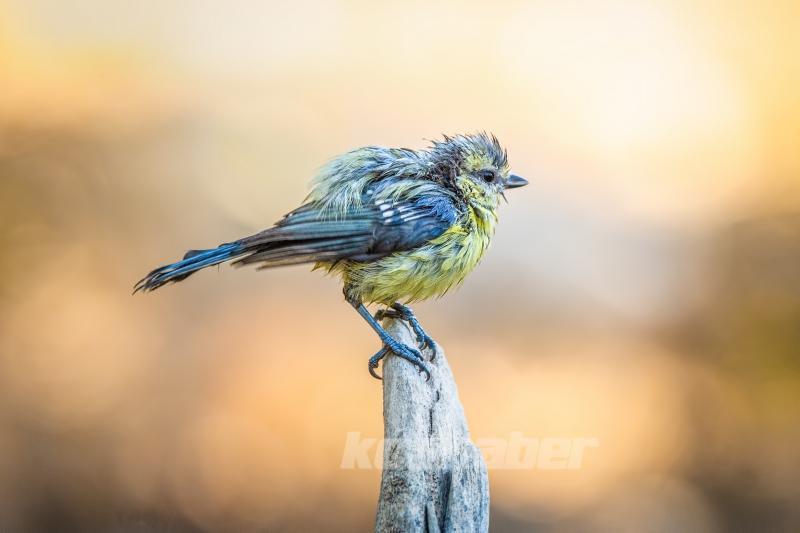 Ormanın küçük sakinleri