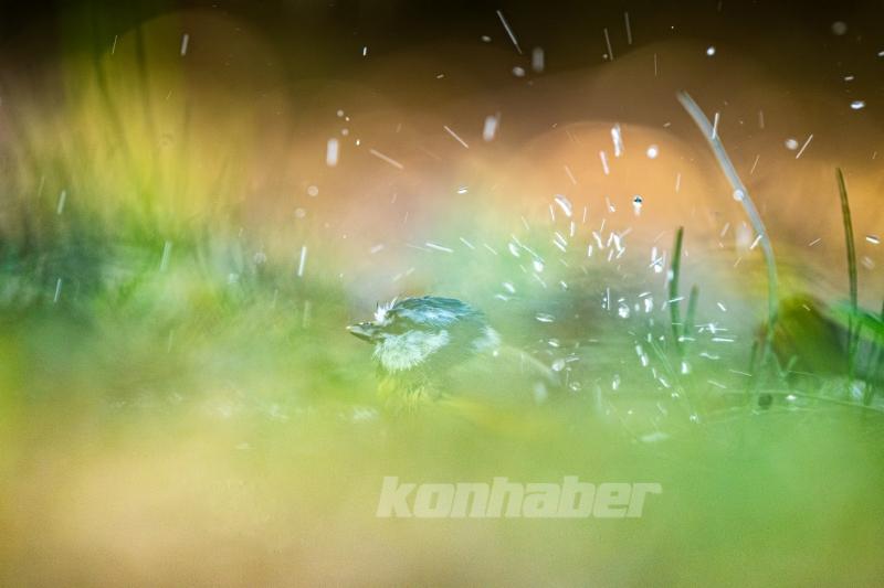 Ormanın küçük sakinleri