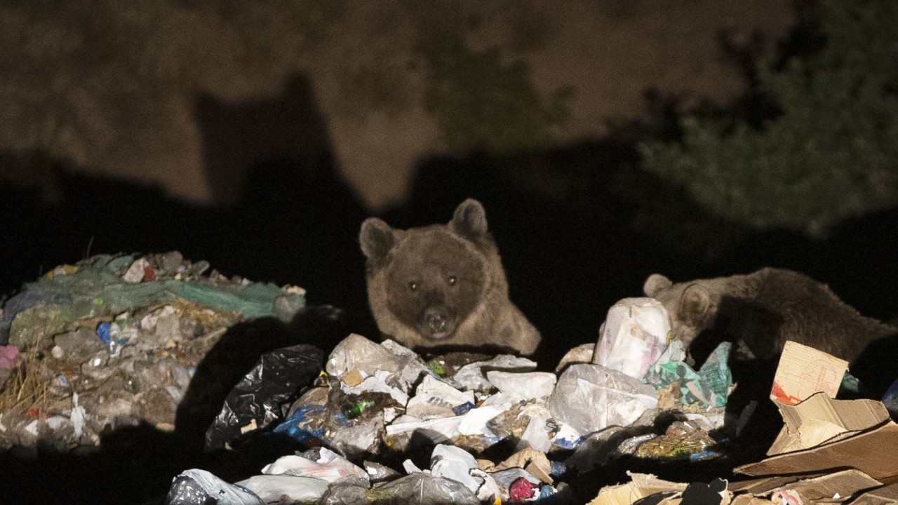 Bozayı ve tilkilerin çöplükte yiyecek arayışı görüntülendi