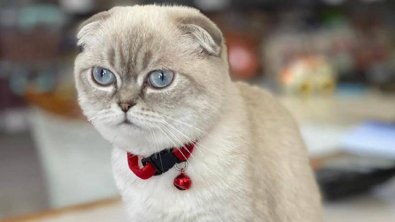 Silahlı kedi kavgası; yoldan geçen kurye vuruldu!