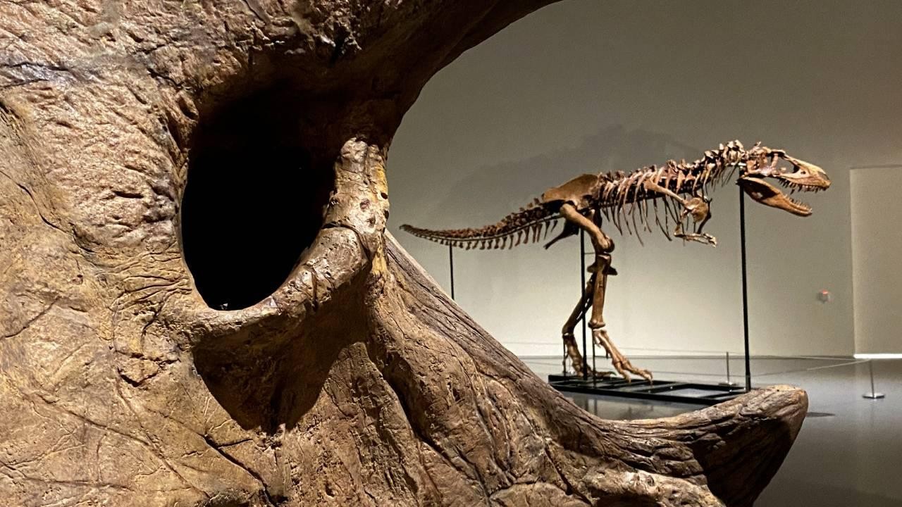 150 milyon yıllık dinozor iskeleti açık artırmayla satılacak