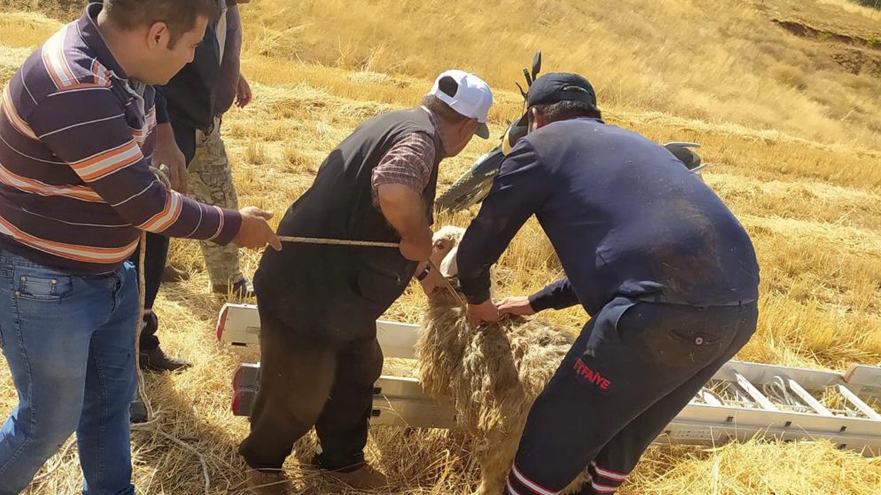 Kuyuya düşen koyun itfaiye ekiplerince kurtarıldı