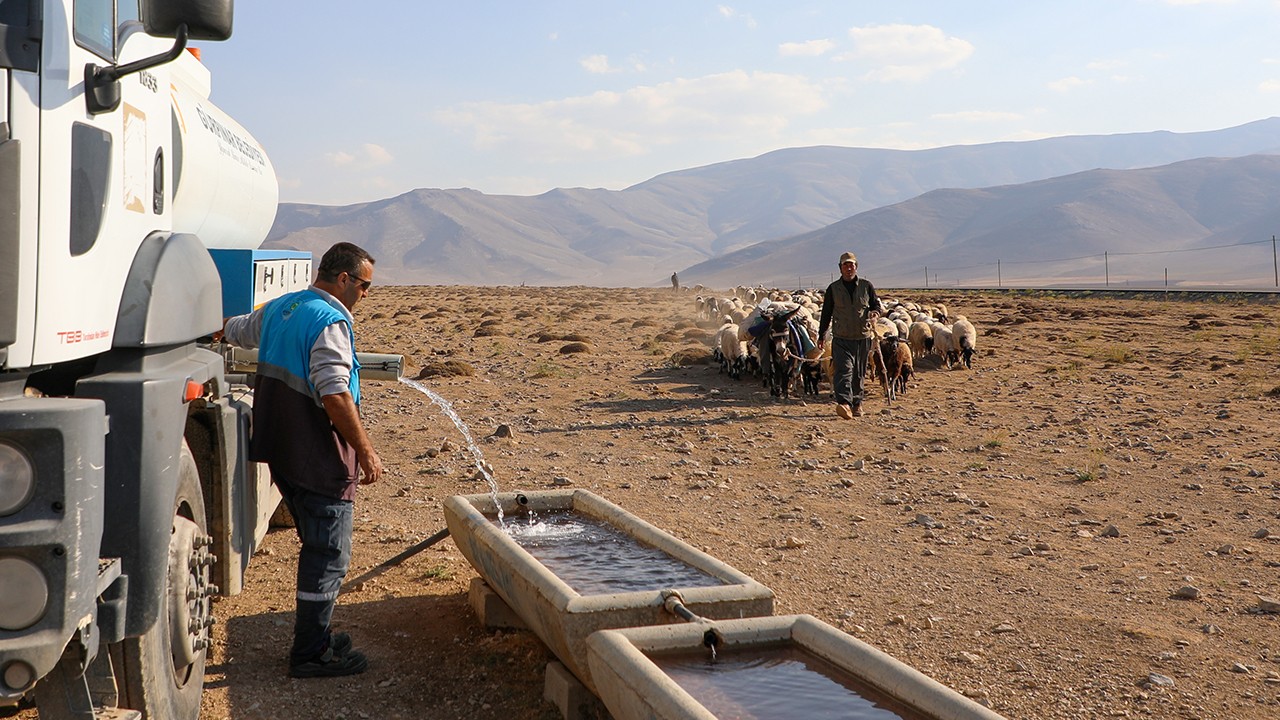 Yayla dönüşü susuzluktan bitkin düşen koyunlara tankerlerle su taşındı