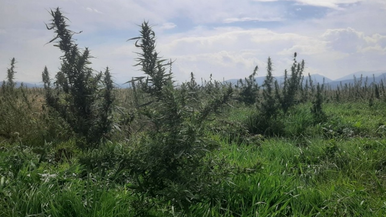 Karabağ'da Ermeniler tarafından 100 hektarlık tarlaya Hint keneviri ekildiği tespit edildi