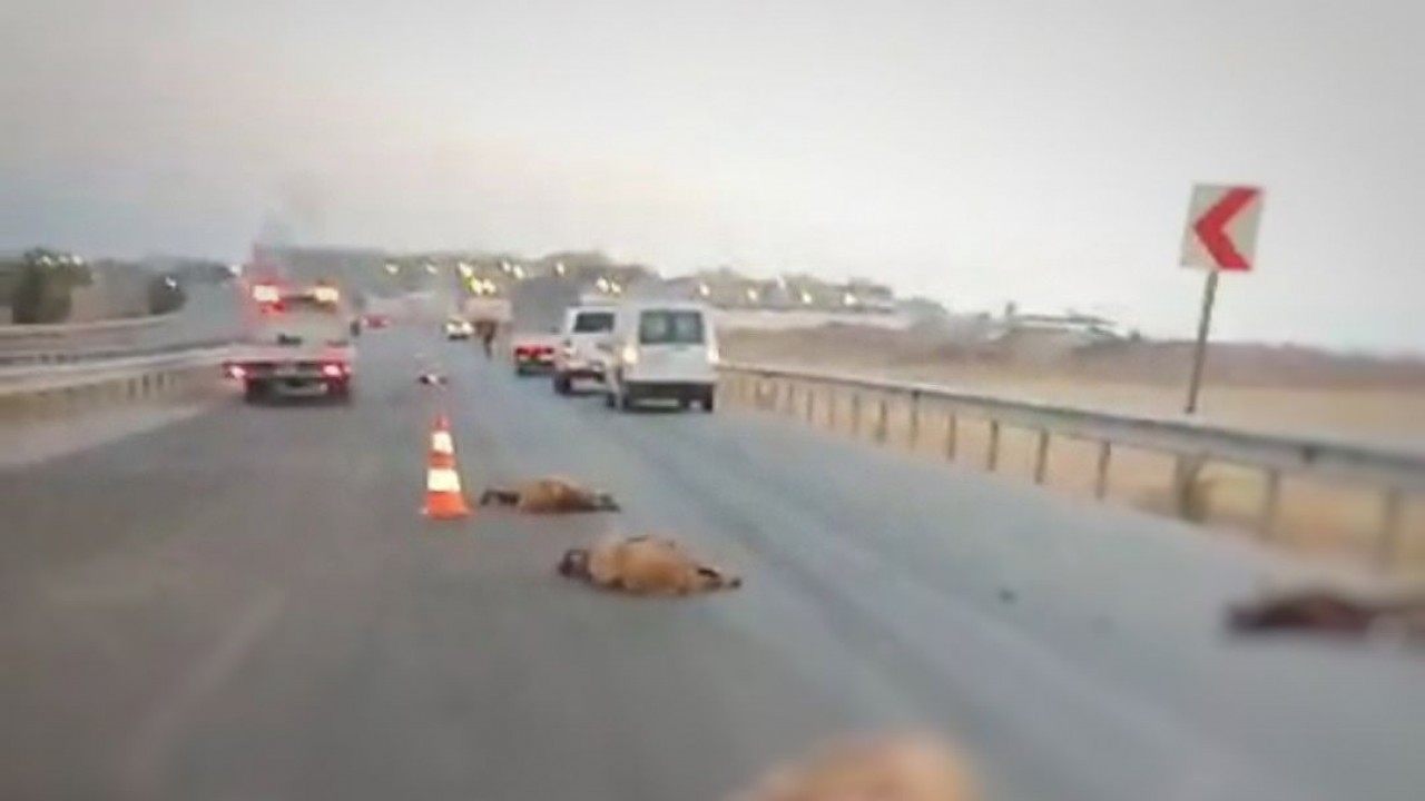 Kamyon sürüye çarptı: 17 koyun telef oldu