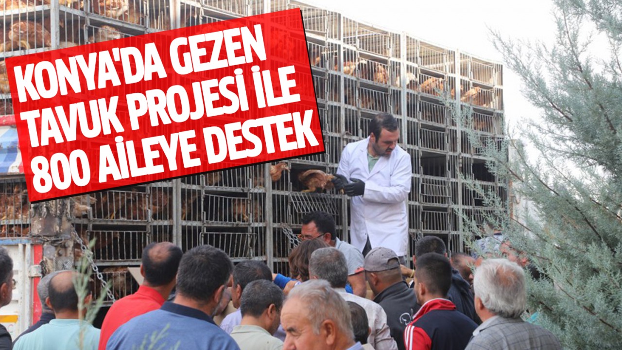 Konya'da "Gezen Tavuk Projesi" ile 800 aileye destek verildi