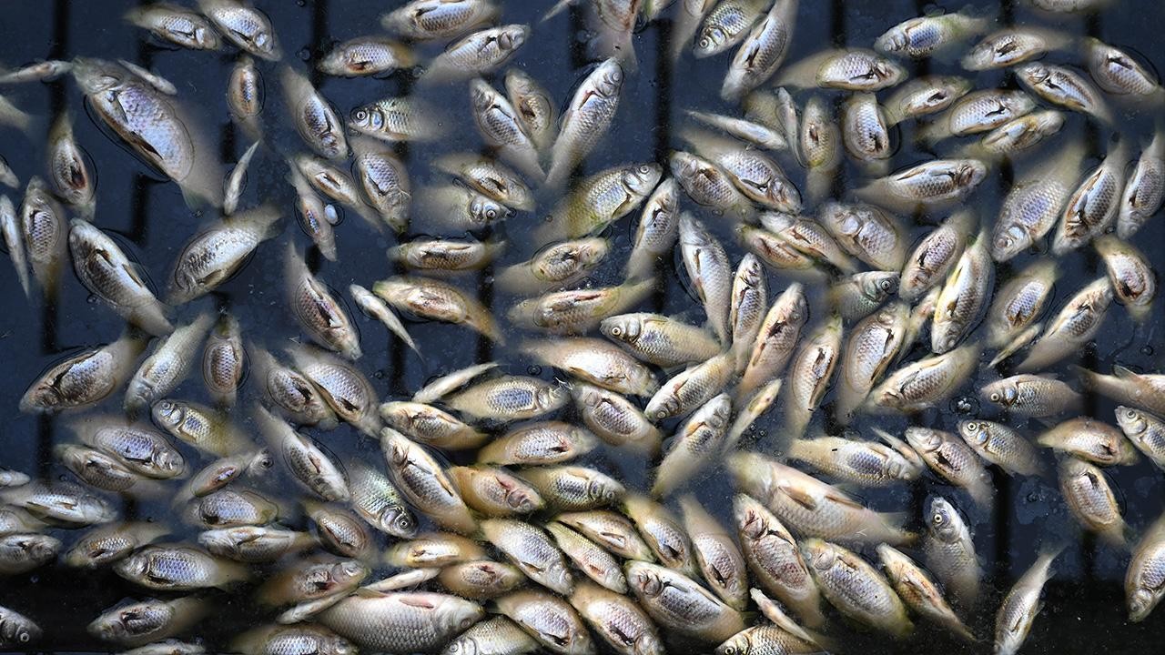 Sulama kanalında yüzlerce balık ölü bulundu