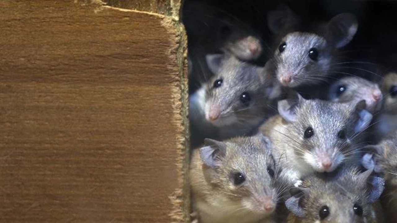 Mahalleyi dev fareler bastı!