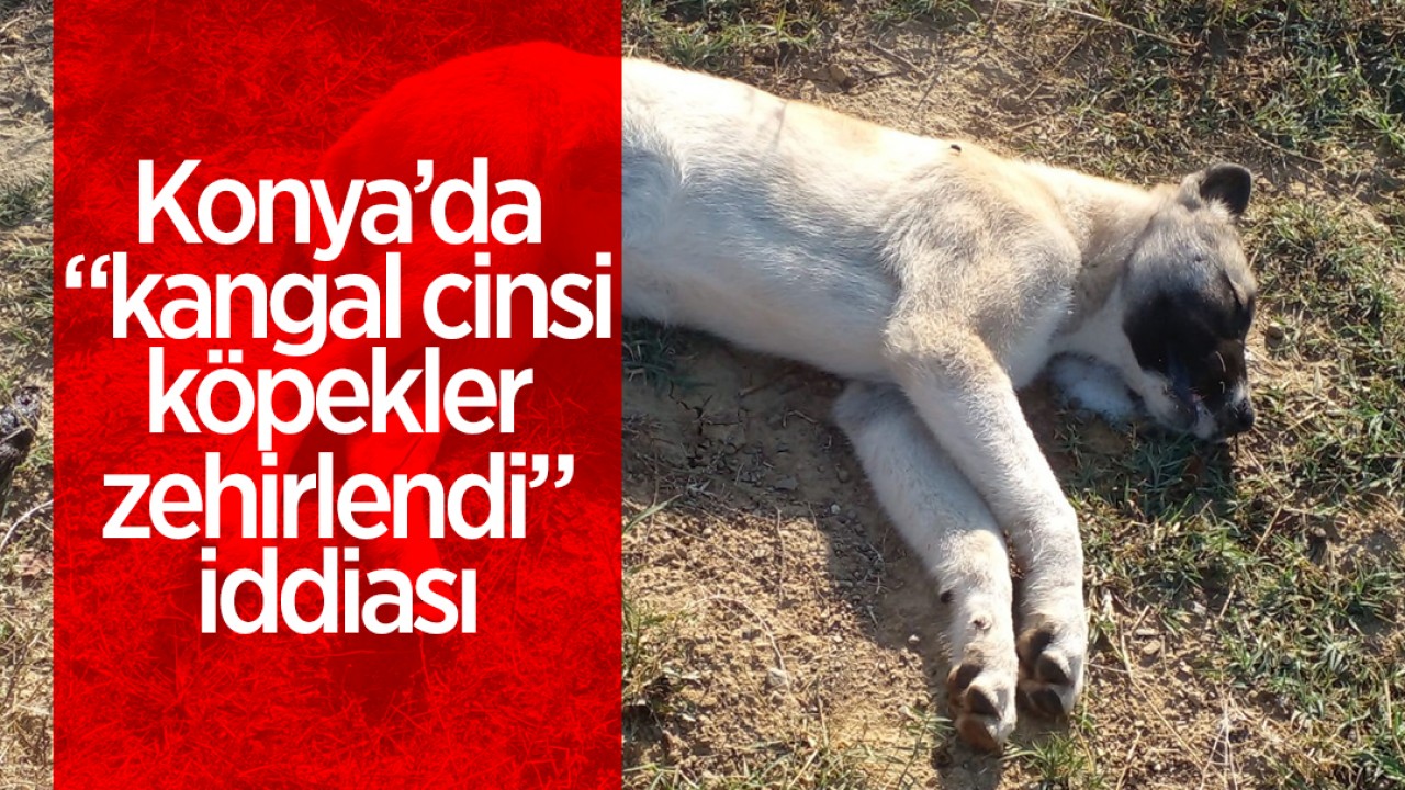 Konya’da kangal cinsi çoban köpeklerinin zehirlendiği iddiası!