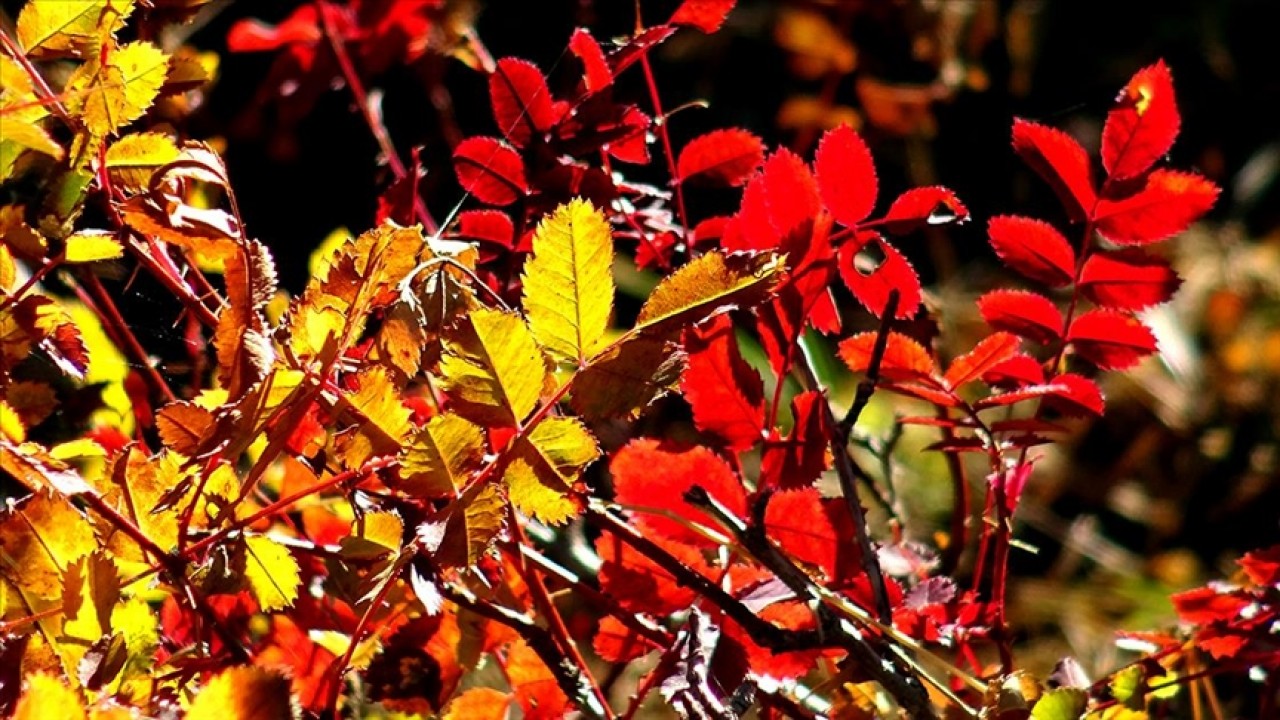 Doğaya sonbahar renkleri hakim oldu