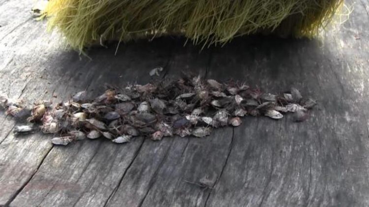 Karadeniz'de 'istilacı böcek' durdurulamıyor; bir çift 14 bin yumurta bırakıyor