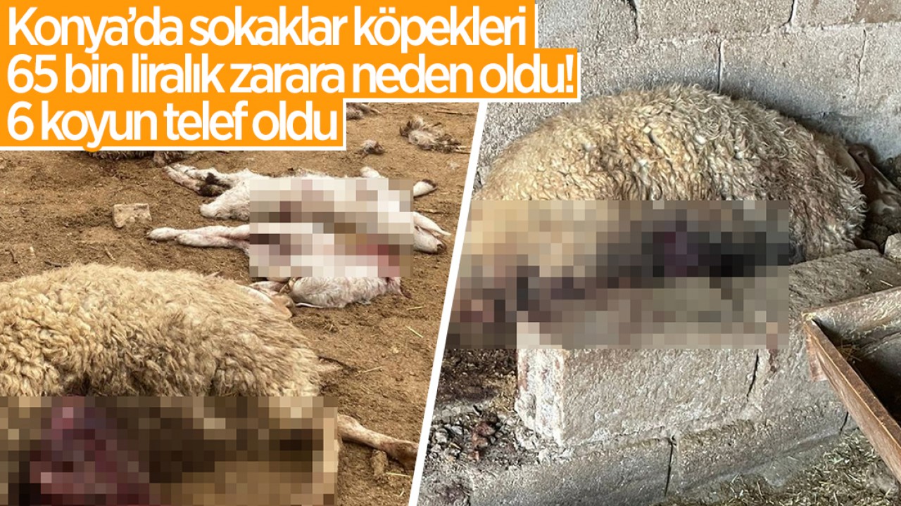 Konya’da sokak köpekleri 65 bin liralık zarara neden oldu! 6 hayvan telef oldu