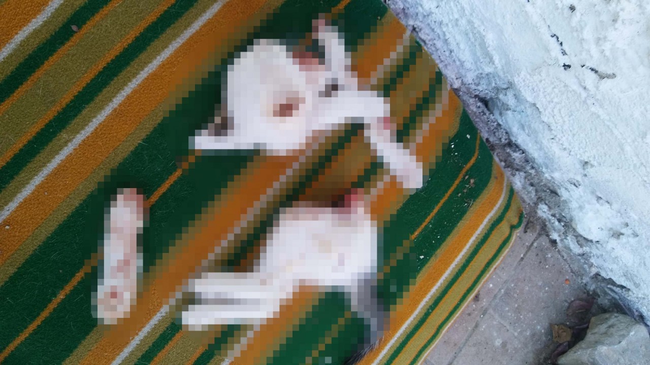 2 yavru kediyi keserek öldüren cani: Kasaplık yaptığımız için işi profesyonelce halletim