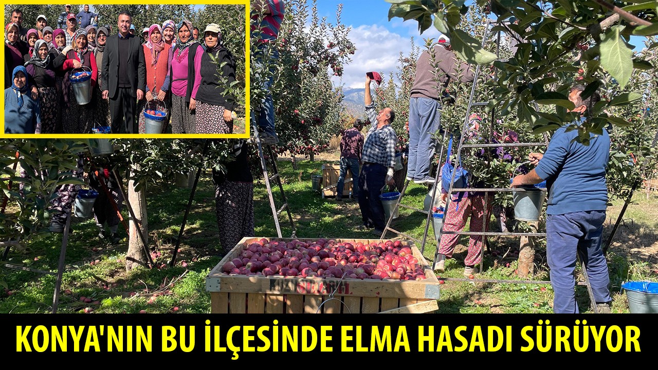 Konya'nın bu ilçesinde elma hasadı sürüyor