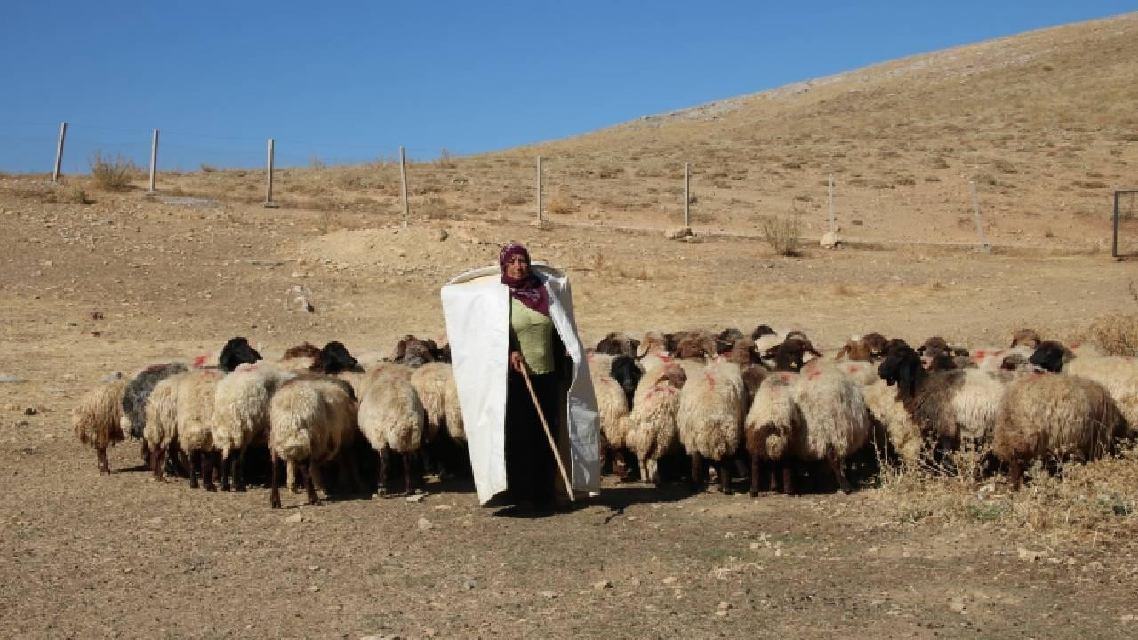 Borçla hayvancılığa başlayan kadın yetiştirici koyun sayısını 30'dan 300'e çıkardı