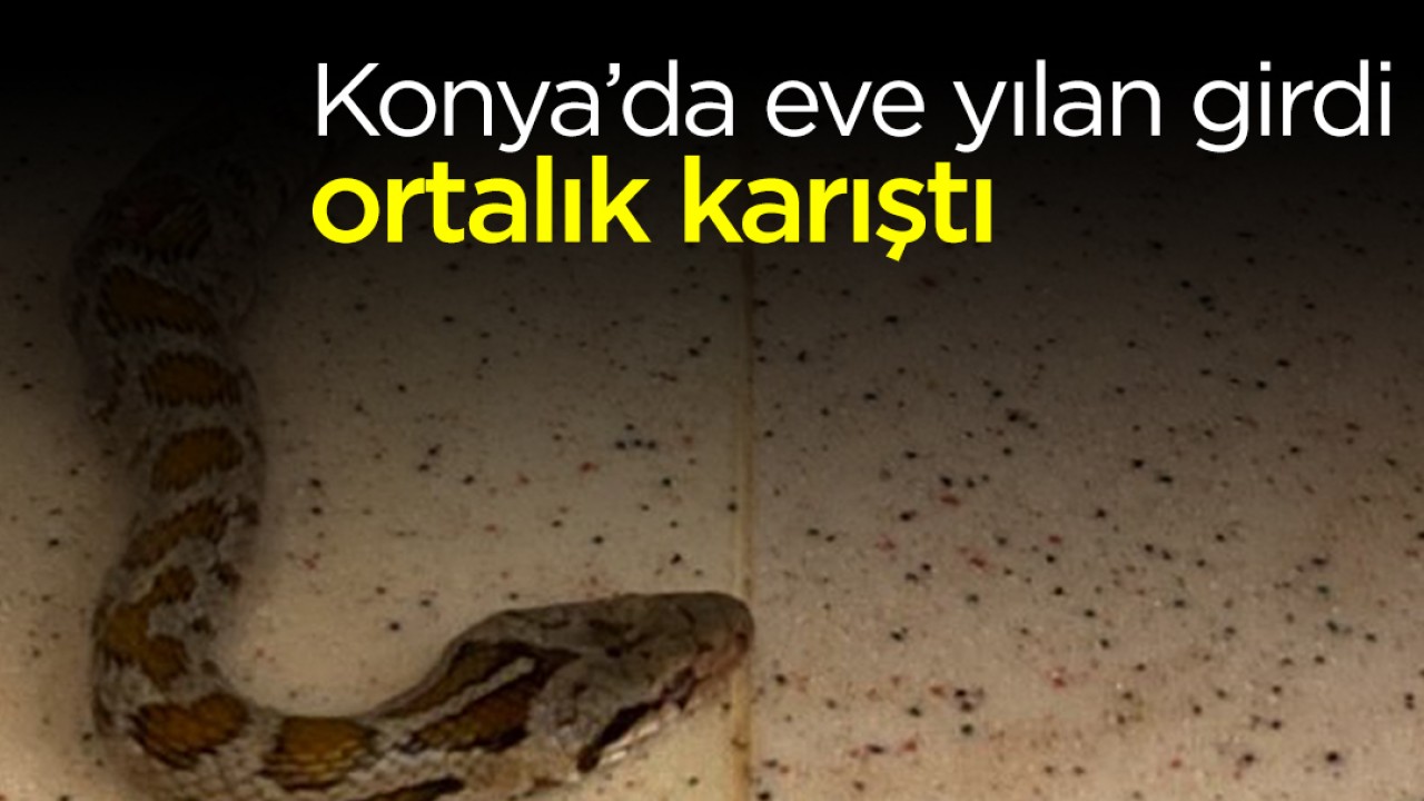 Konya’da eve yılan girdi, ortalık karıştı