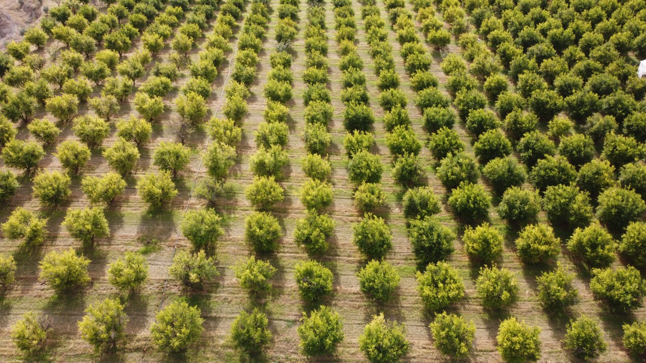 Bu yıl 3 bin dekar alandan 7 bin ton rekolte bekleniyor: İnhisar narında hasat başladı