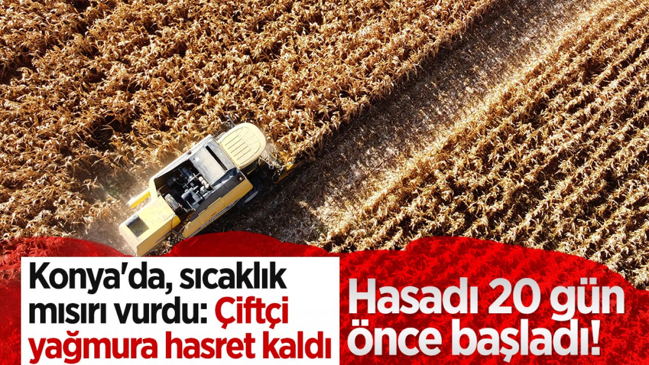 Hasadı 20 gün önce başladı! Konya'da, sıcaklık ekim alanı artan mısırı vurdu: Çiftçi yağmura hasret kaldı