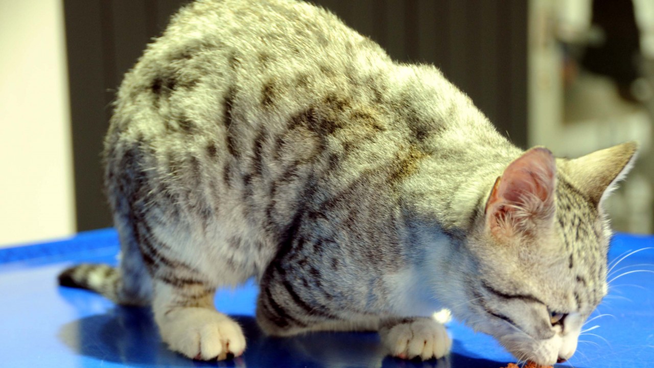 Tek patisi olmayan kedi, Almanya'ya sahiplendirildi