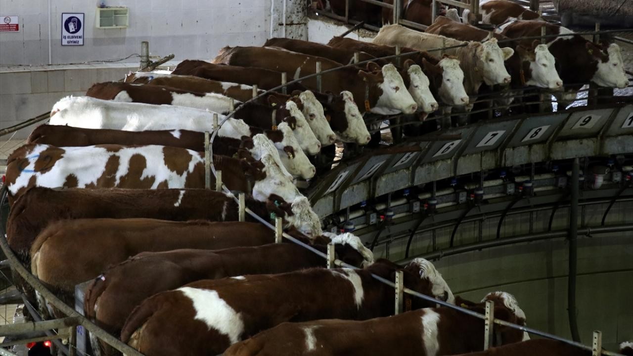 TİGEM ihaleyle inek sütü satacak