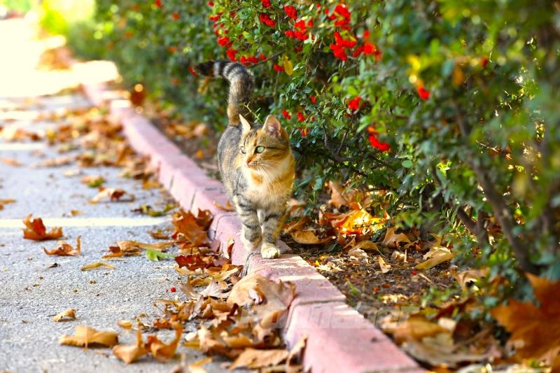 Karatay’ın parklarında sonbahar tüm renkleriyle yaşanıyor