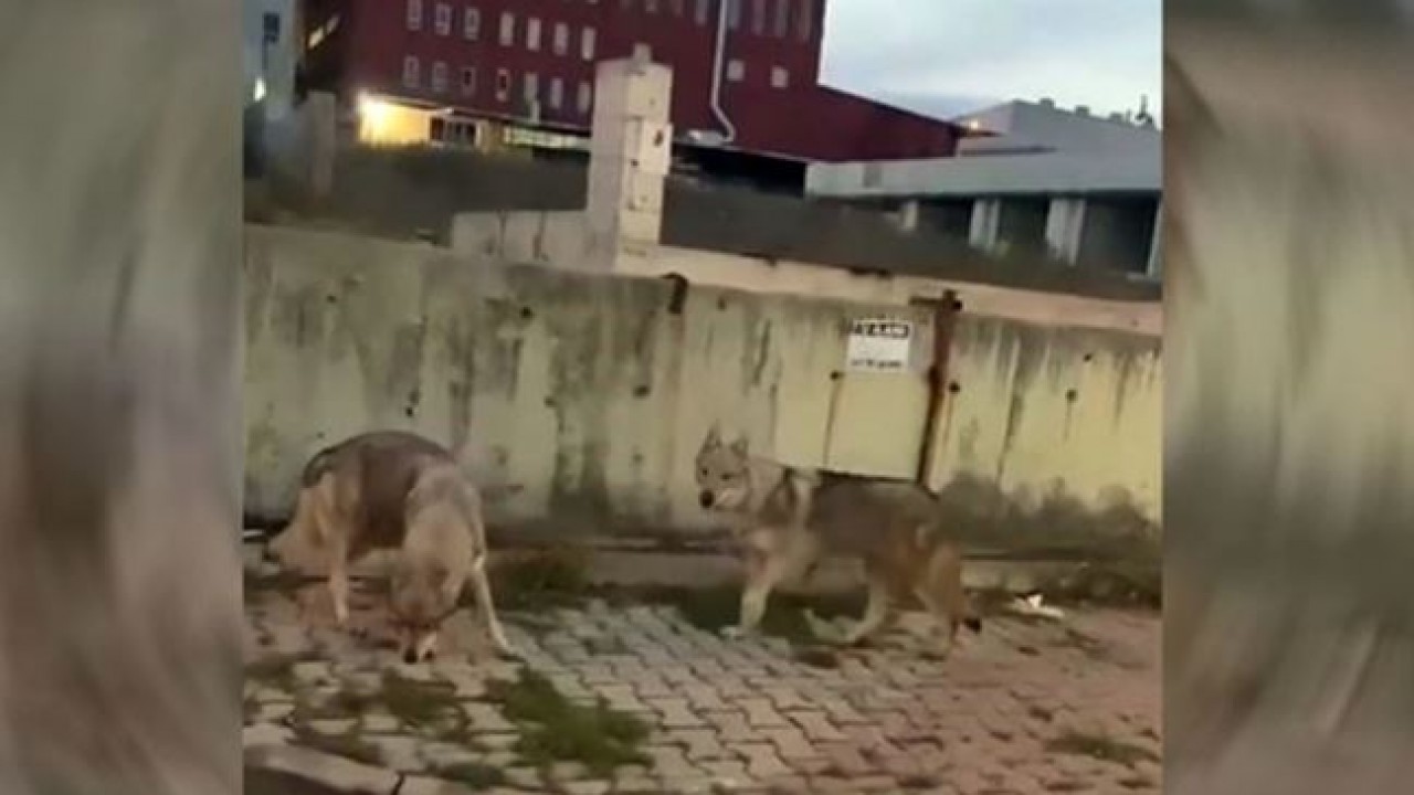 “Başakşehir’deki aç kurtlar“ gerçekte Çekoslovak kurt köpeği çıktı