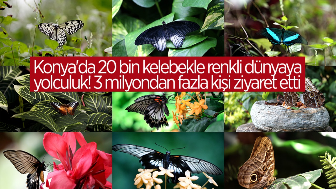 Konya’da 40 türde 20 bin kelebekle renkli dünyaya yolculuk! 3 milyondan fazla kişi ziyaret etti