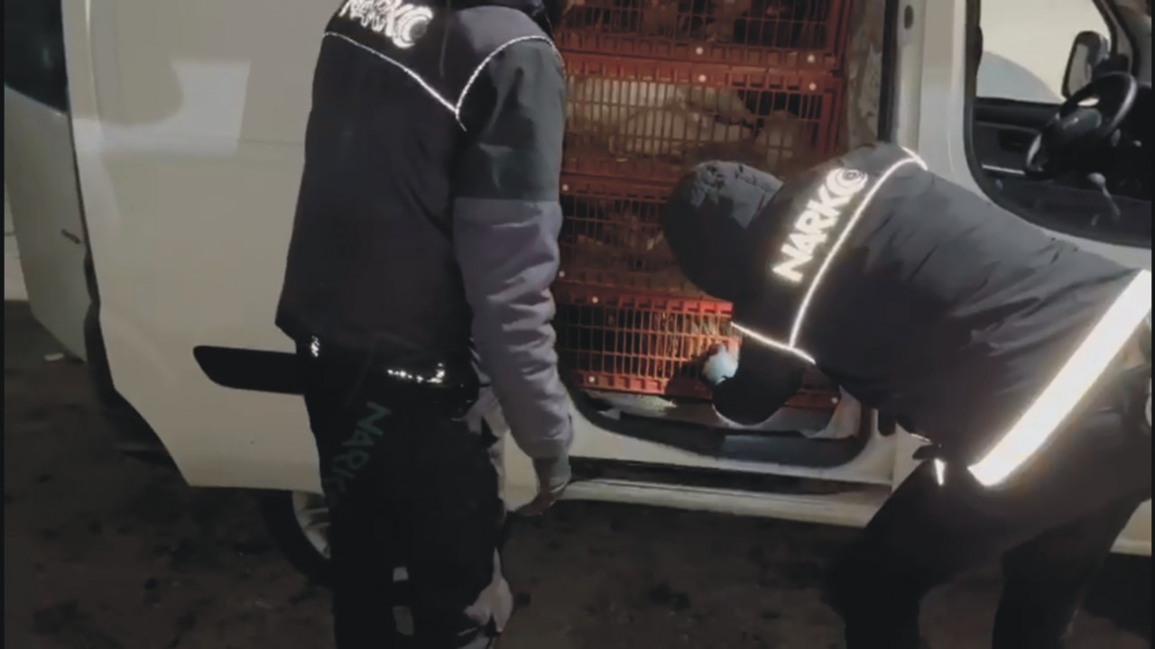 Canlı tavuk yüklü araçtan çıkanlar pes dedirtti!