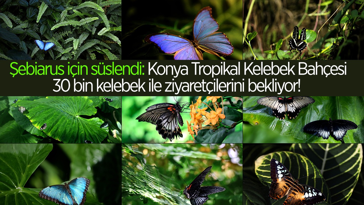  Şebiarus için süslendi: Konya Tropikal Kelebek Bahçesi 30 bin kelebek ile ziyaretçilerini bekliyor! 