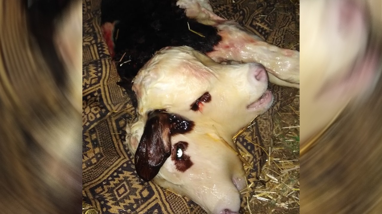 Çift başlı dünyaya gelen buzağı 1 saat hayatta kalabildi