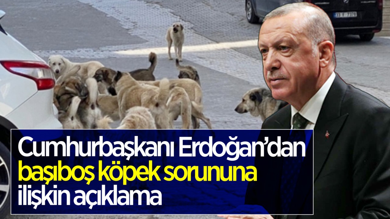 Cumhurbaşkanı Erdoğan'dan başıboş köpek sorununa ilişkin açıklama
