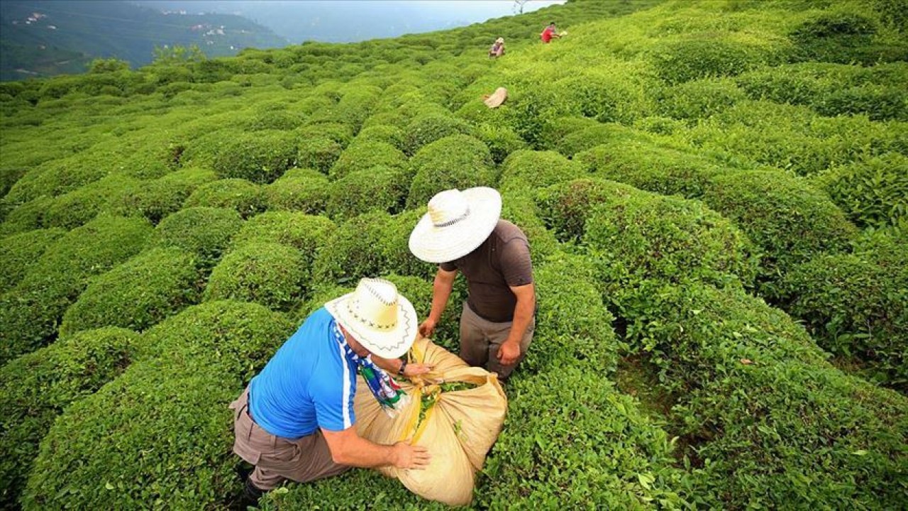 Çay ihracatı 11 ayda 23,6 milyon doları aştı