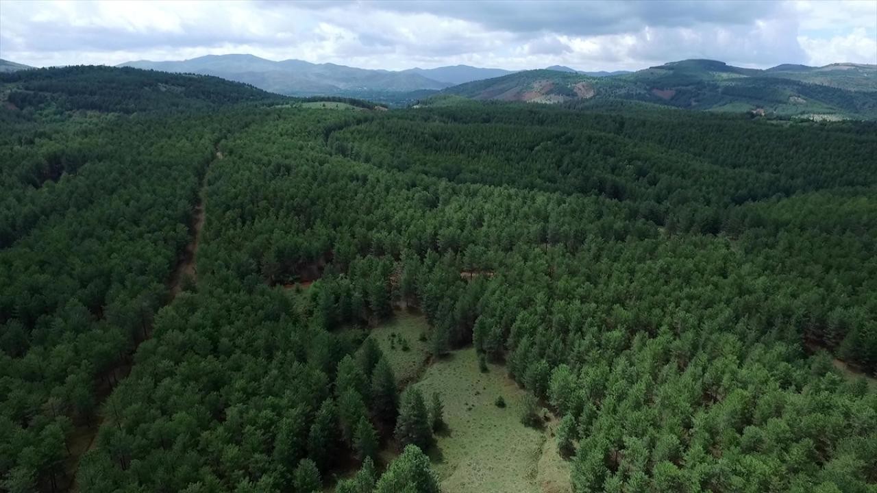 11 ildeki bazı alanlar, orman sınırları dışına çıkarıldı