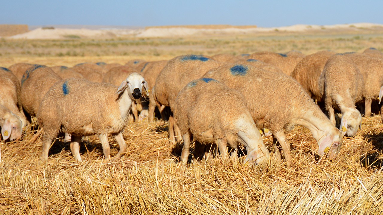 Konya'daki yetiştiriciler yerli ırk koyunlarla sürülerini büyütüyor