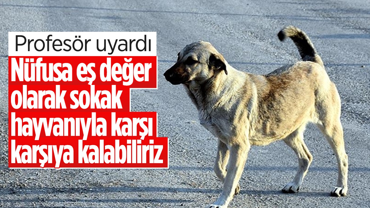 Prof. Dr. Şener: Türkiye'nin nüfusuna eş değer sokak hayvanıyla karşı karşıya kalabiliriz
