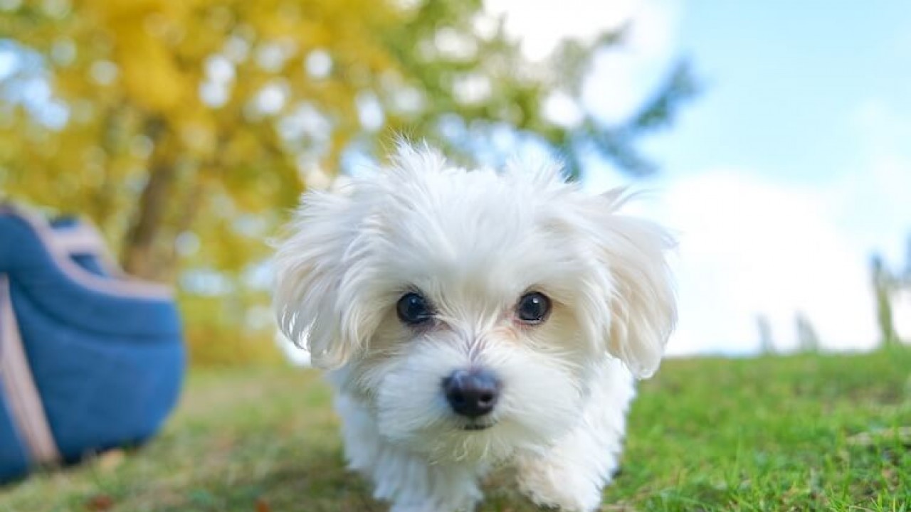 Maltese Terrier: Zarafetin ve Sevginin Temsilcisi
