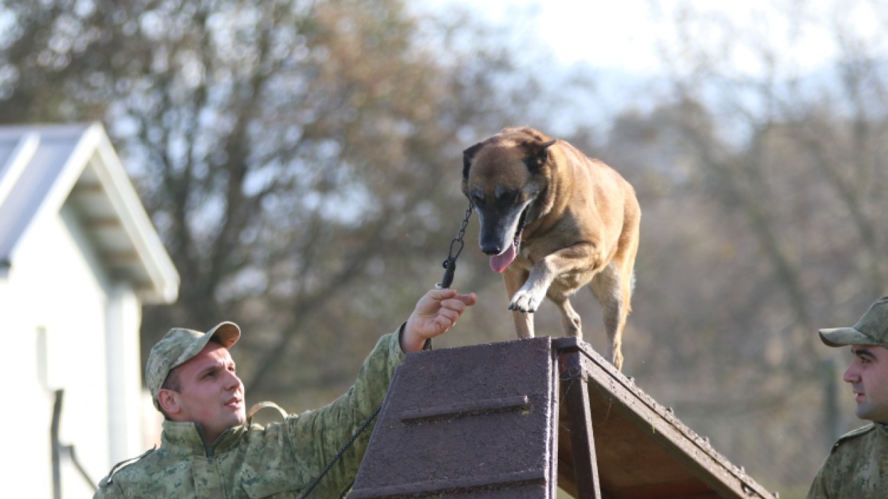 Mehmetçik'in sadık dostları her an göreve hazır